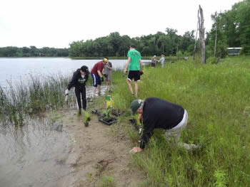 members planting shoreline